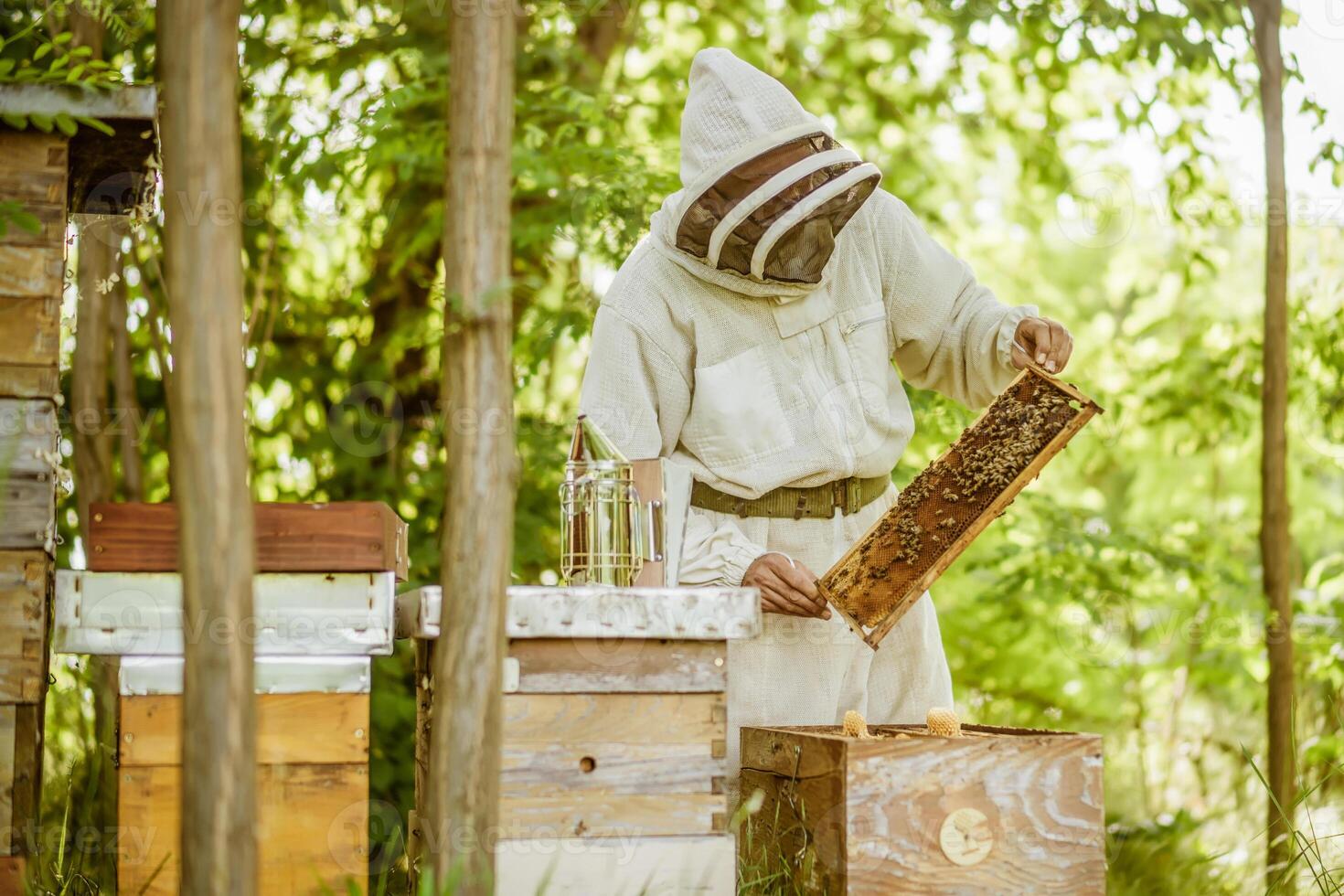 Imker ist Prüfung seine Bienenstöcke im Wald. Bienenzucht Fachmann Beruf. foto