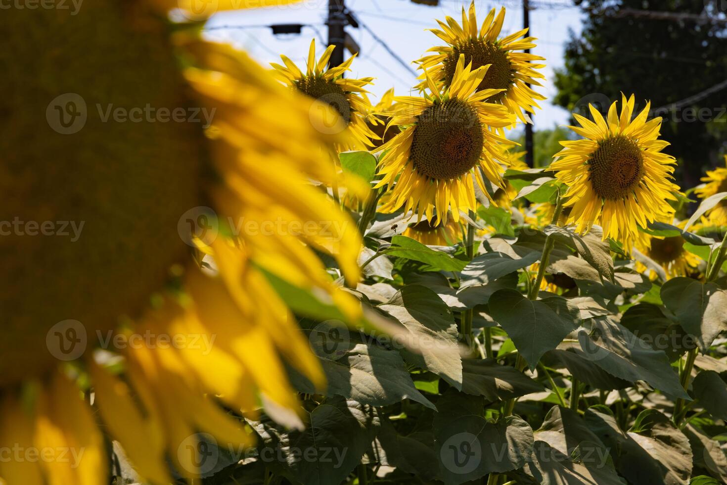 Sonnenblumen beim das Bauernhof sonnig Tag foto