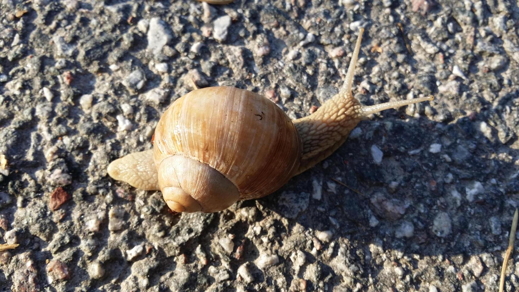 ein Schnecke im das Mitte von das Straße foto