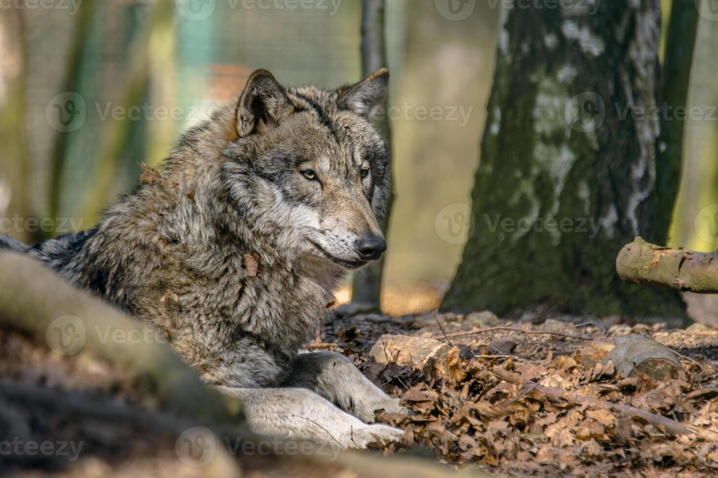 grau Wolf Ausruhen und versteckt sich im das Grün Blätter Wald foto