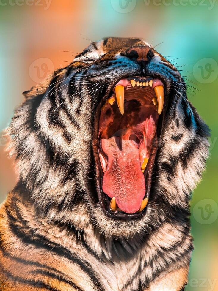 einer gut aussehend Tiger zeigt an seine Zähne und gähnt foto