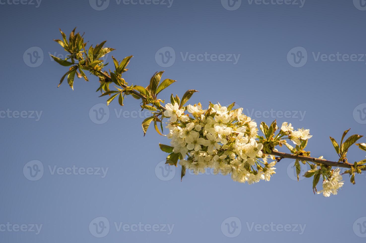 ein Ast mit Weiß Kirsche blühen Knospen foto