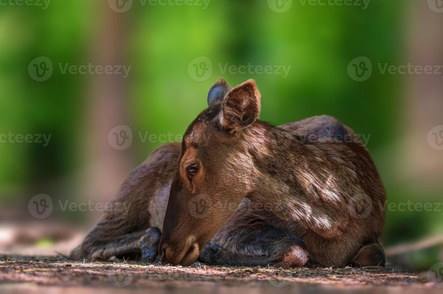 Hirsch Weiden lassen und entspannend im Natur foto