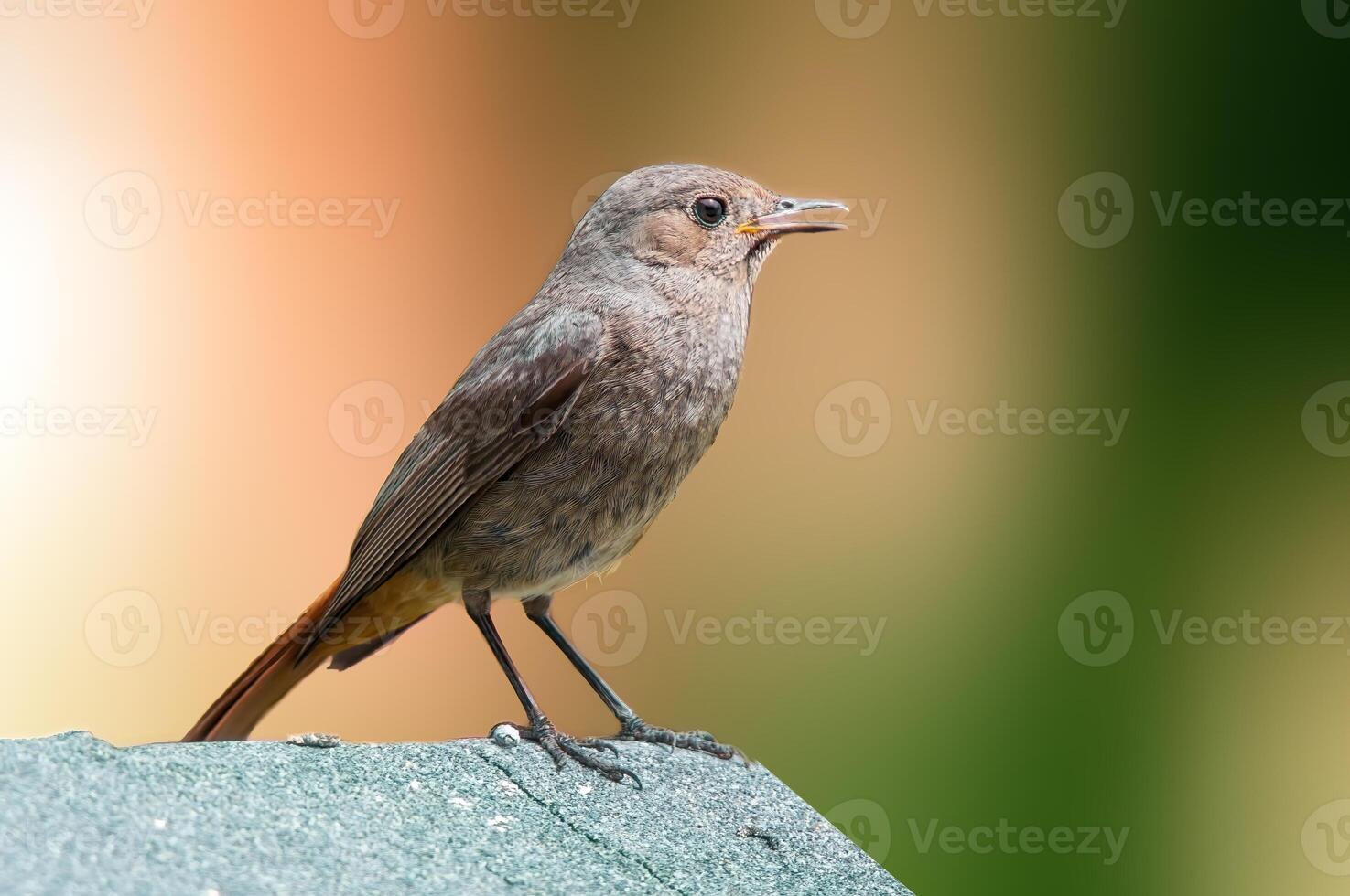 weiblich schwarz Rotstart suchen zum Essen foto