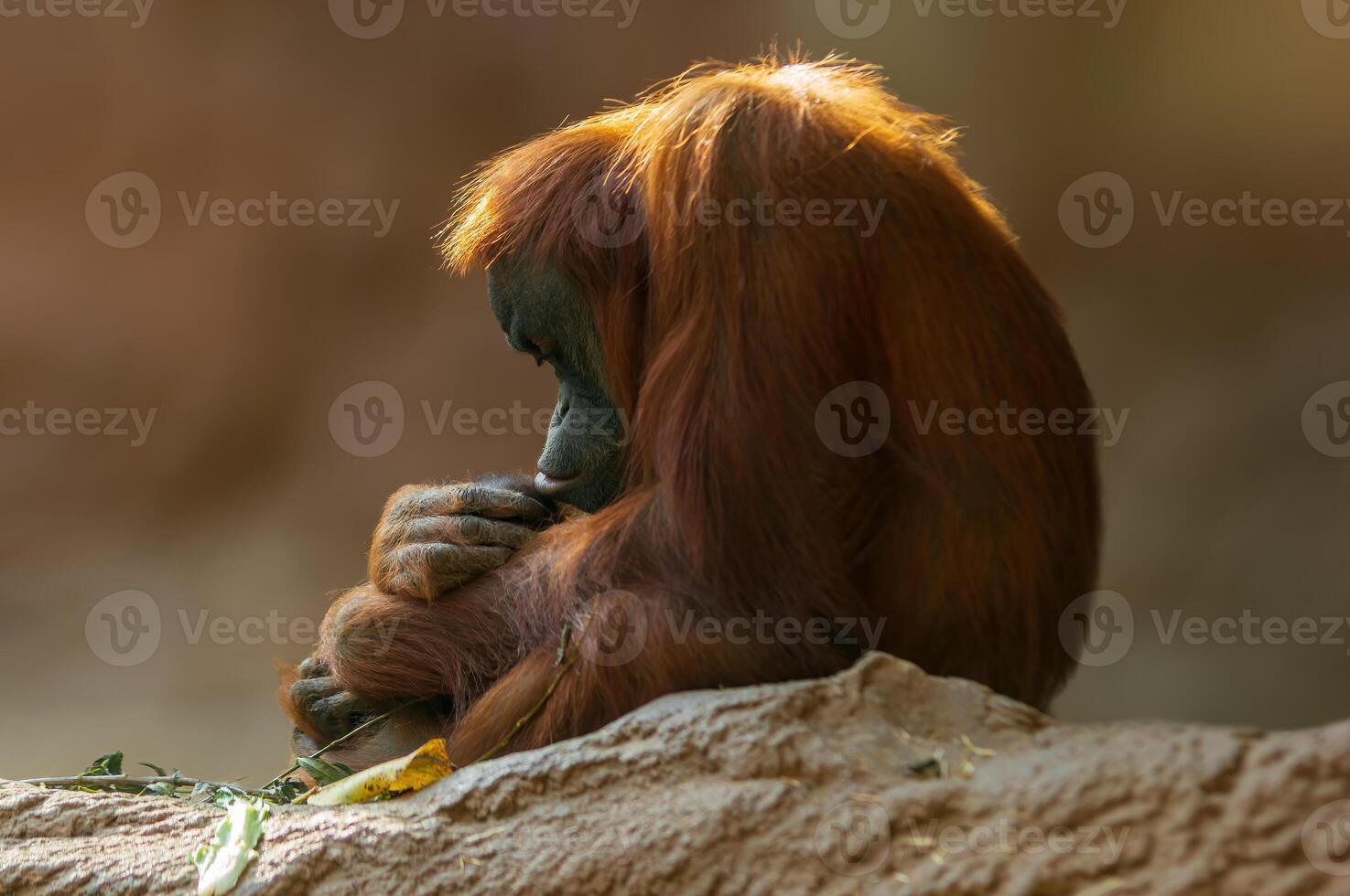 weiblicher Orang-Utan, der auf einem Felsen sitzt foto