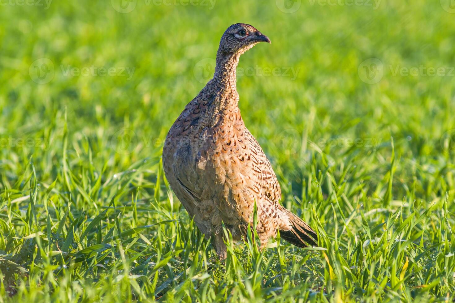 Fasan beobachtet Natur und sieht aus zum Essen foto