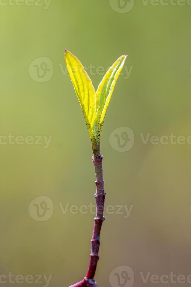 Ast mit schön frisch Knospe foto