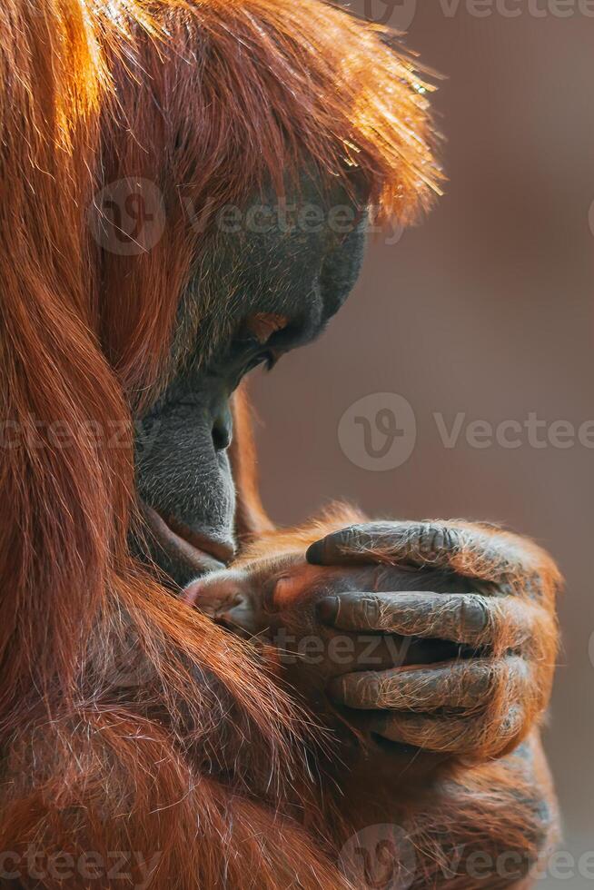 Orang-Utan-Mutter kümmert sich um ihr Baby foto