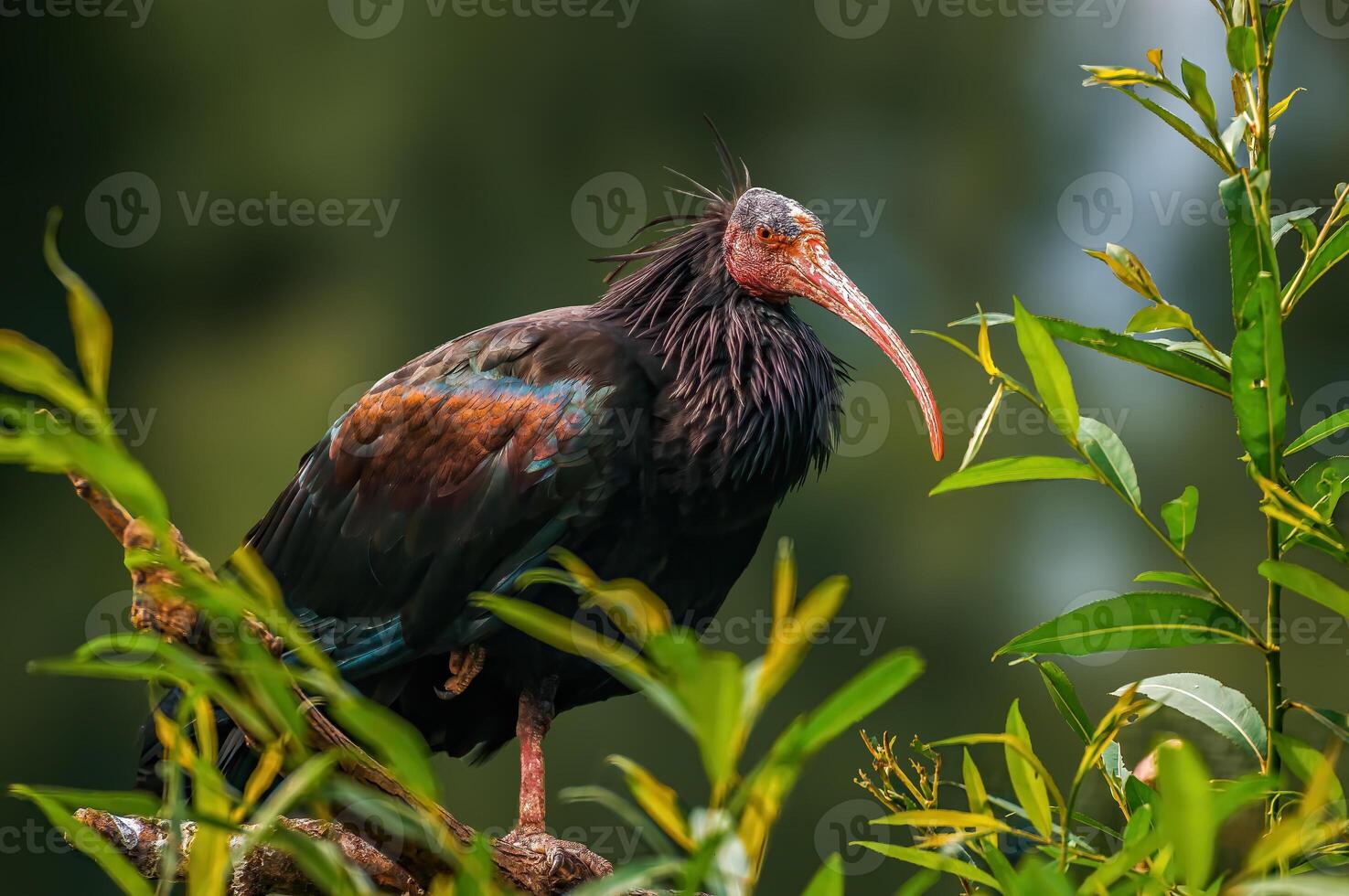 schön bunt Vogel sitzt und sieht aus foto