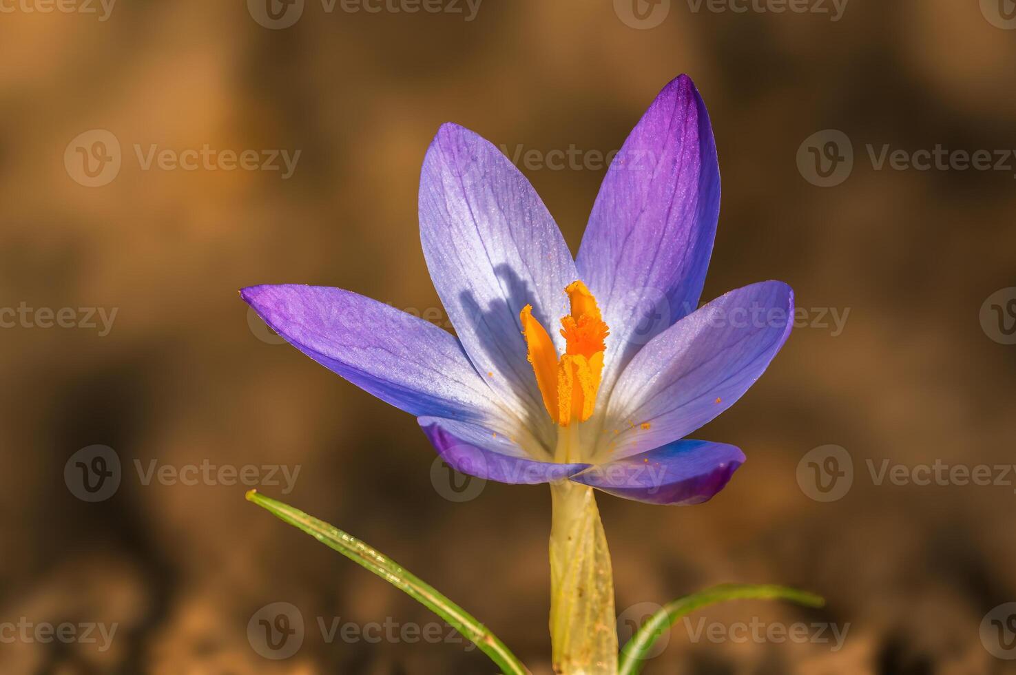 früh Pumphose im das Frühling Garten foto