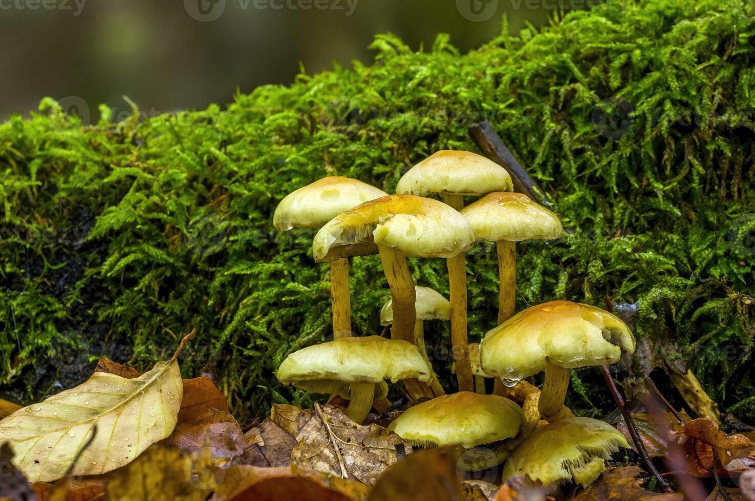 lecker Pilz im multi farbig Herbst Wald foto