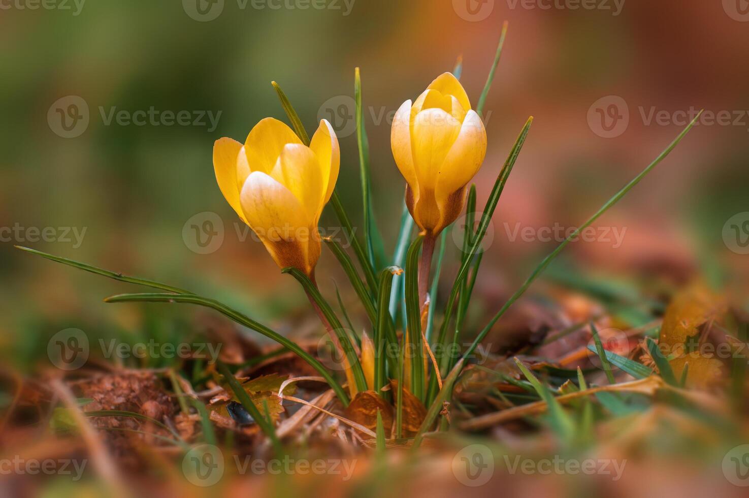 bunt Krokus Blume blühen im Frühling foto