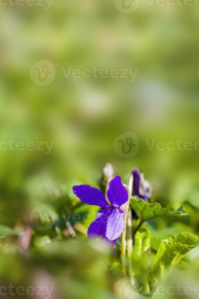 ein Sanft Blume blühen im ein Natur Garten foto