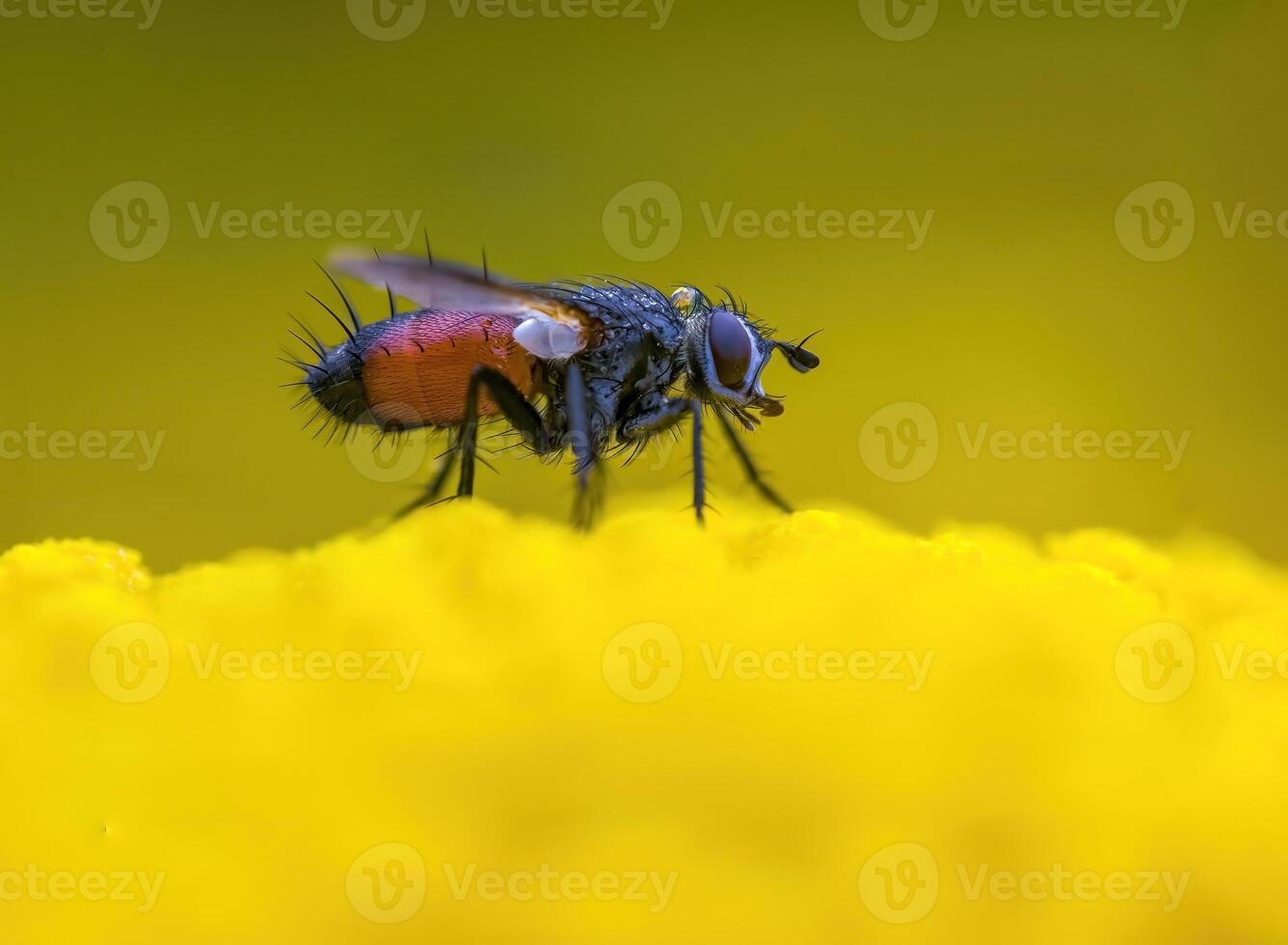 ein klein Wespe Insekt auf ein Pflanze im das Wiese foto