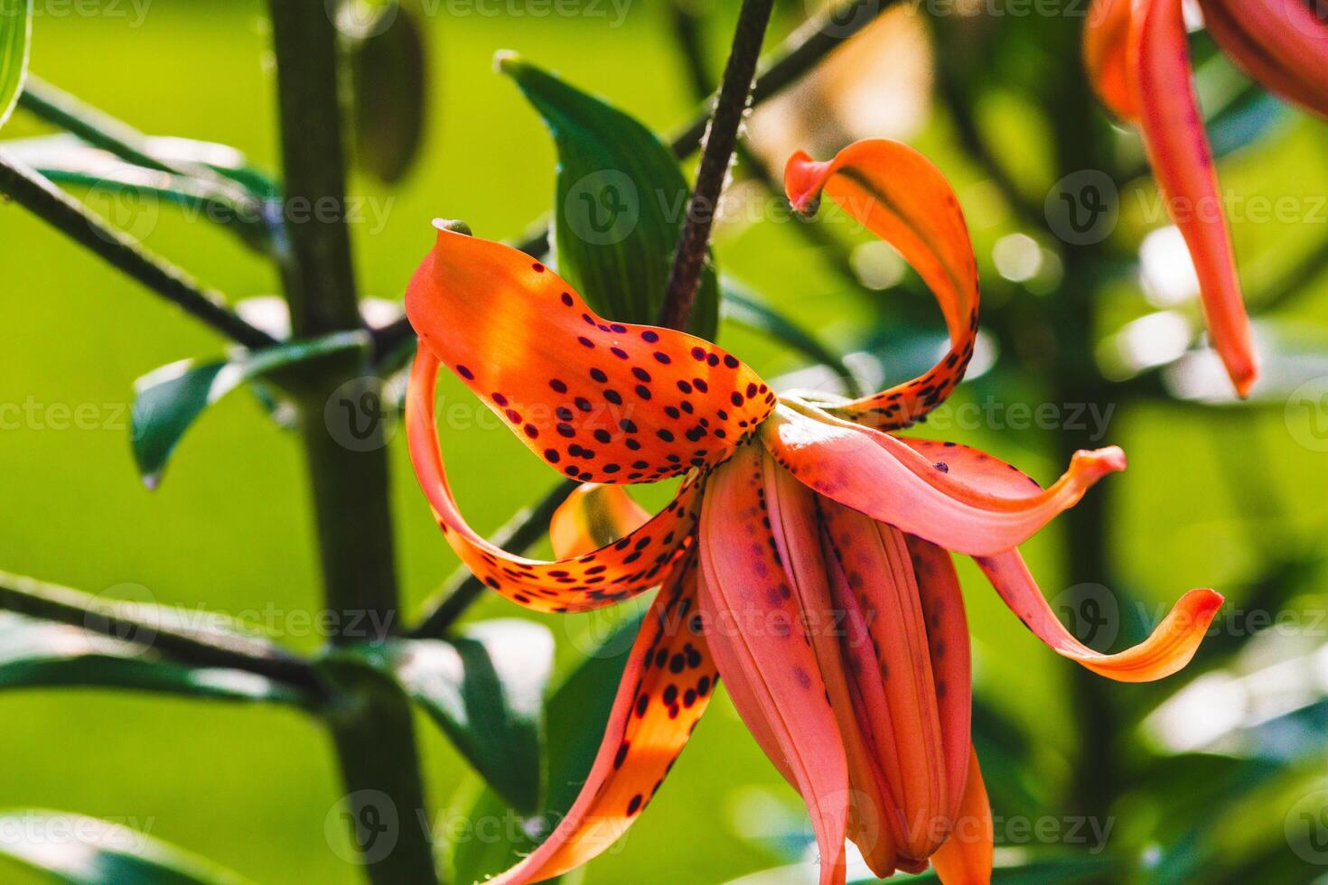 schließen oben von einer von das zuerst Tiger Lilien zu öffnen im das zurück Garten foto