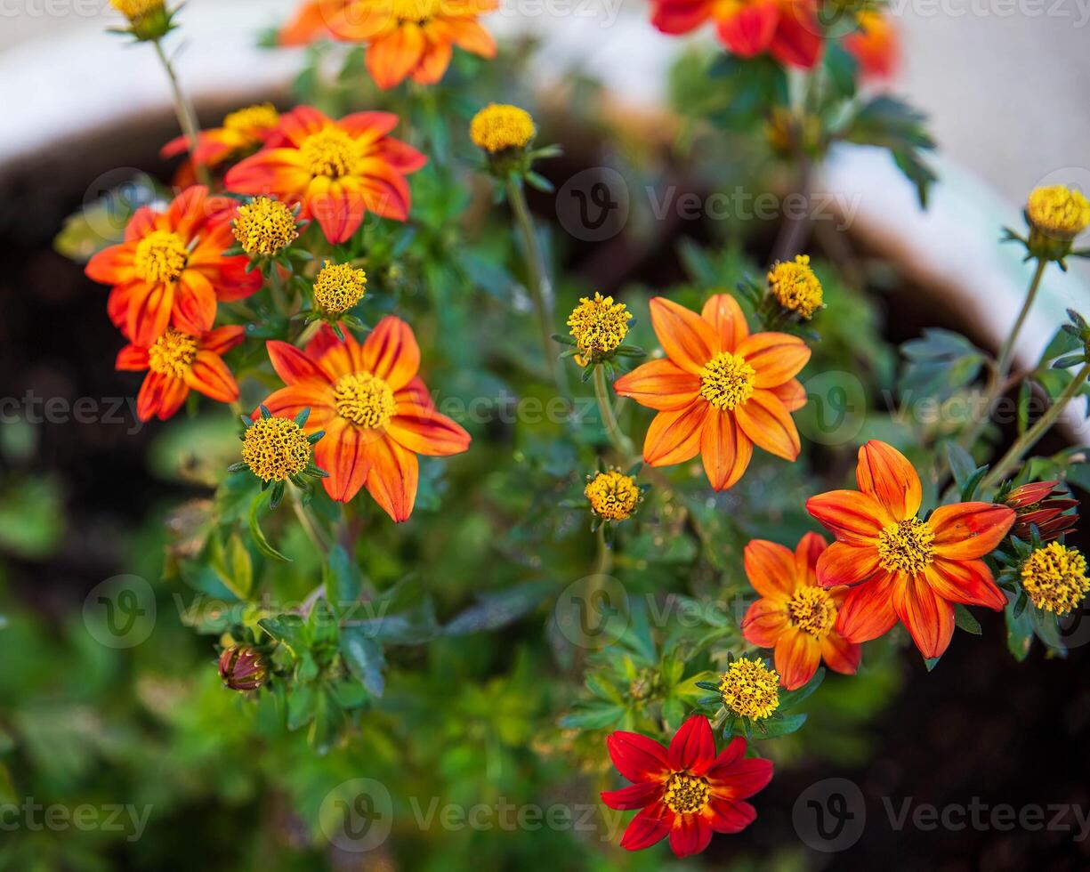 Gruppe von Lagerfeuer Flamme bidens im ein Blume Topf auf das Terrasse foto