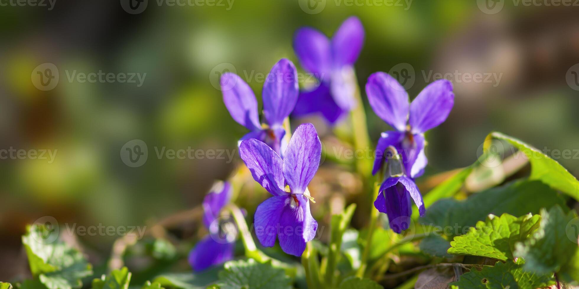 ein Sanft Blume blühen im ein Natur Garten foto