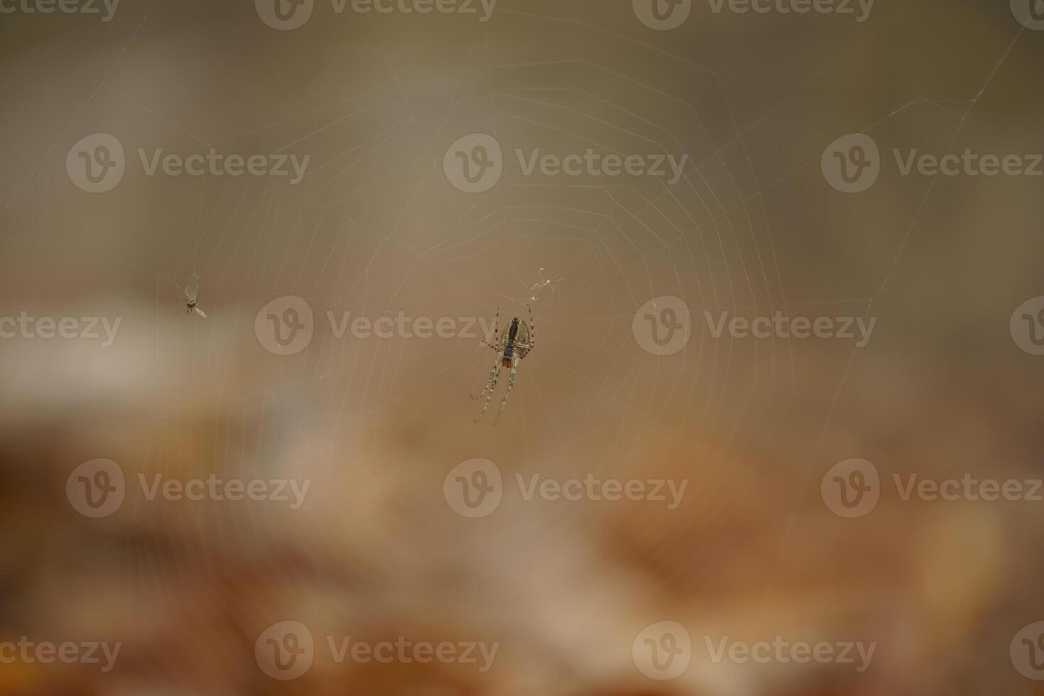 wenig Spinne baut ihr Netz foto