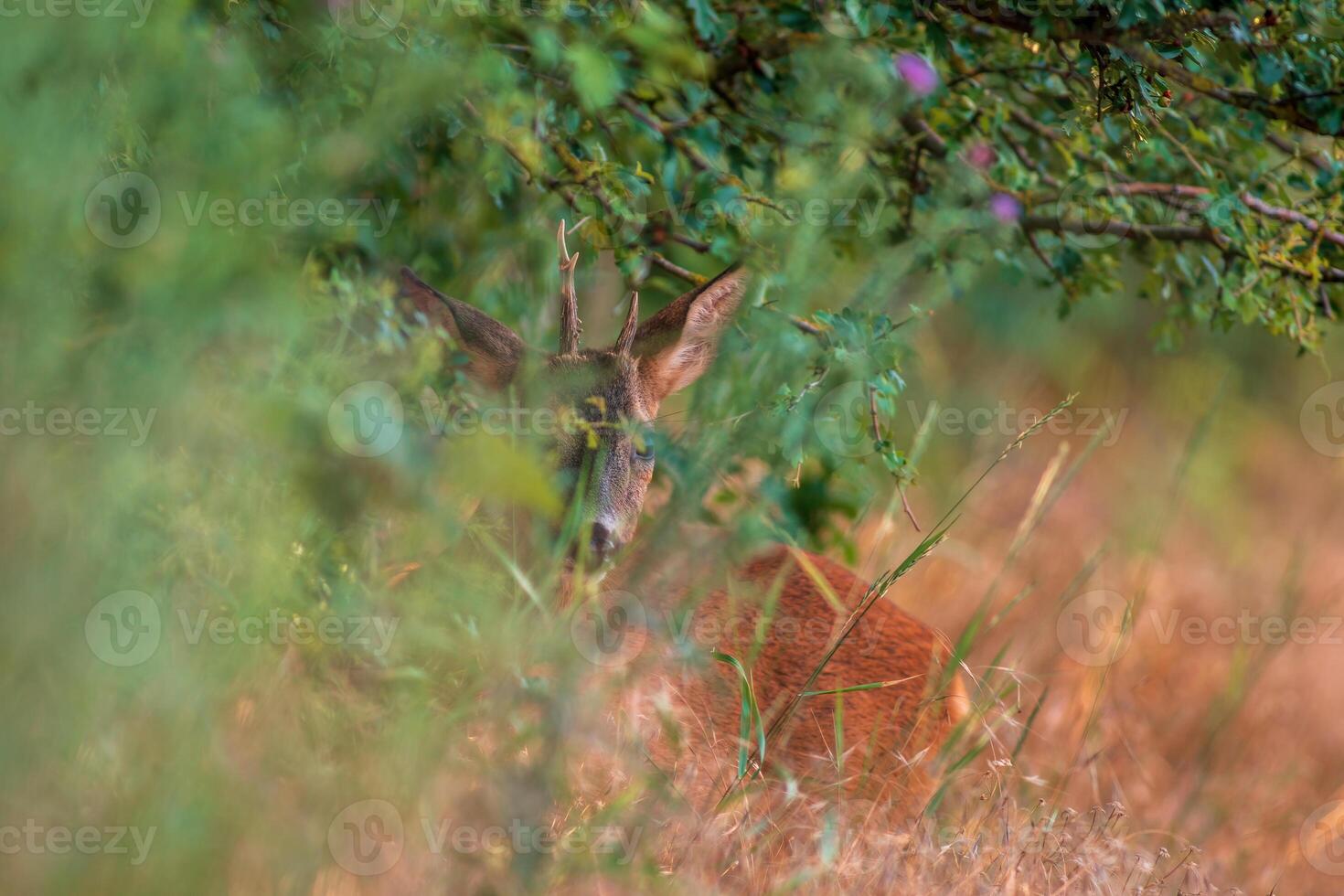 einer jung Rehbock versteckt sich im ein Wiese im Sommer- foto