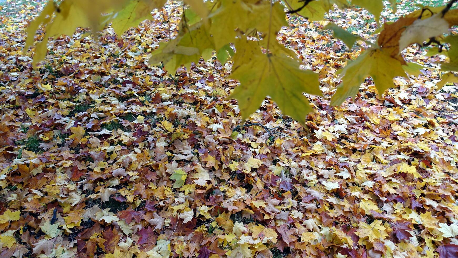 Herbst hat ist eingetroffen im das Vororte foto