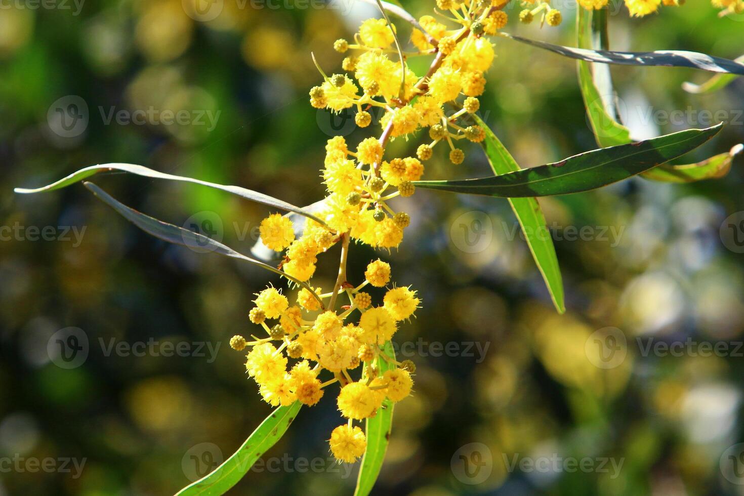 Mimose blüht auf das Seite von das Straße im ein Stadt Park. foto