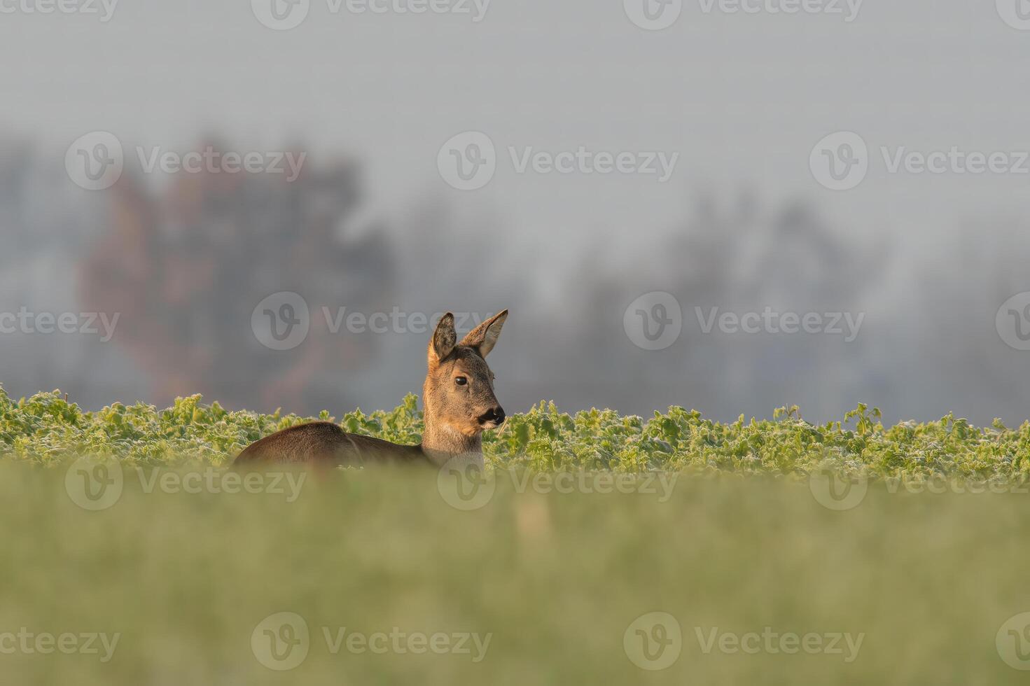 einer Erwachsene Rogen Hirsch Damhirschkuh sitzt auf ein gefroren Feld im Winter foto