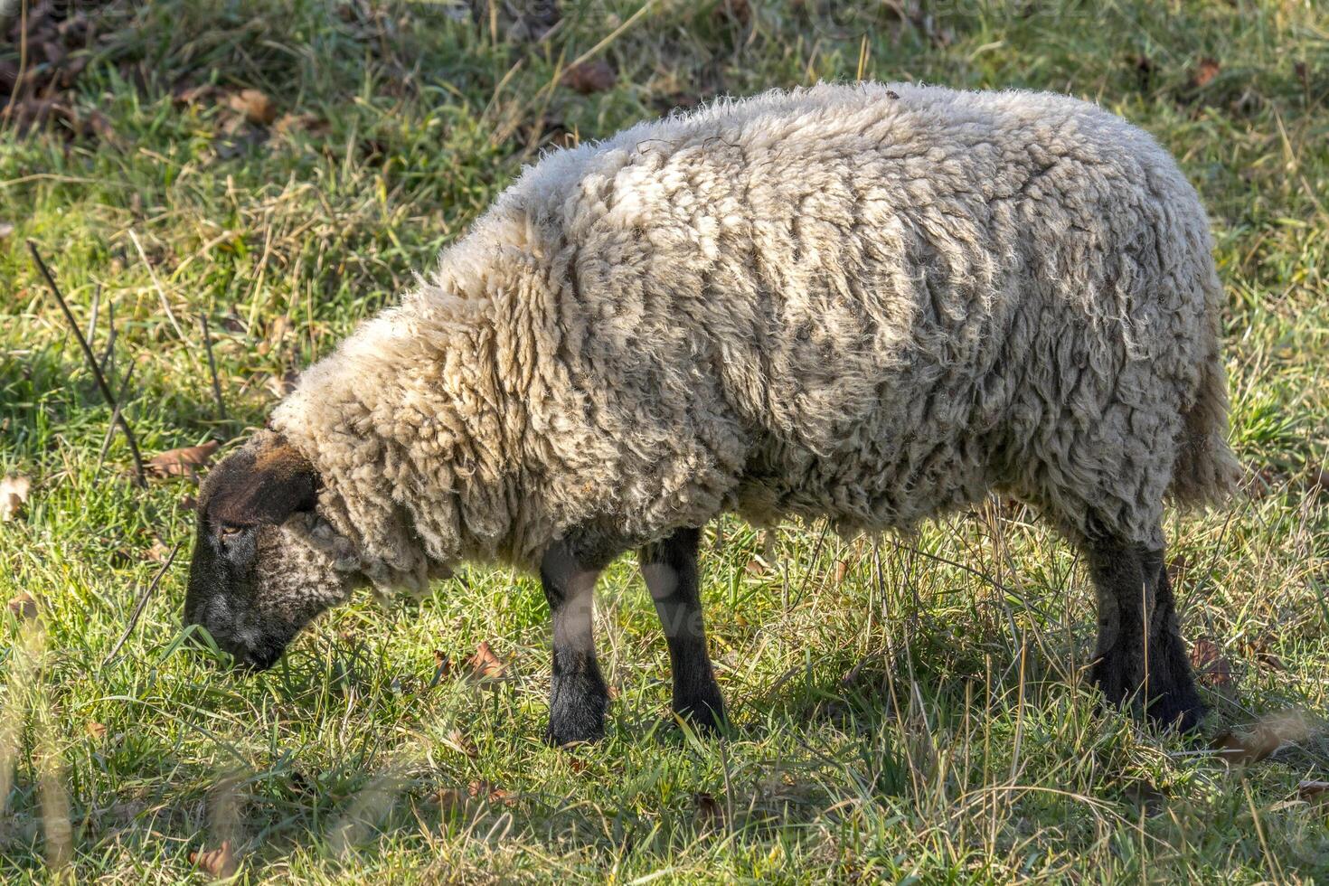 wollig Weiß Schaf beim Frühling Wiese foto