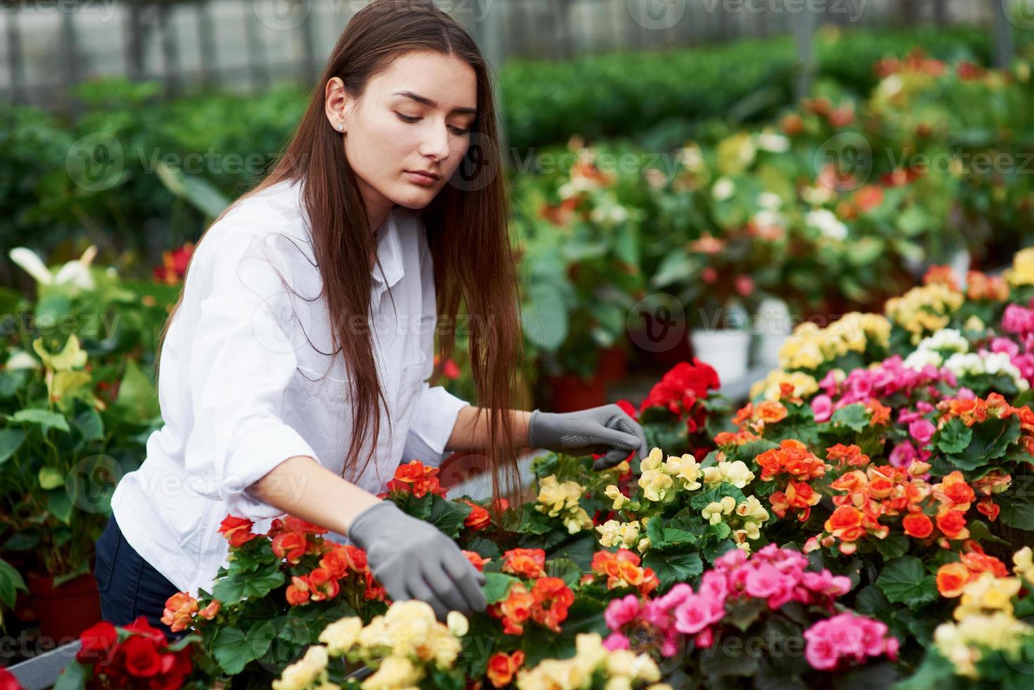 Arbeiterin kümmert sich um Blumen im Gewächshaus foto