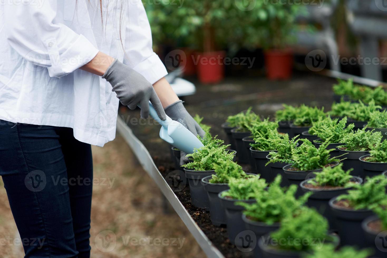 Mädchen arbeitet. Nahaufnahme der Hände in Handschuhen, die mit den Pflanzen in den Töpfen arbeiten foto