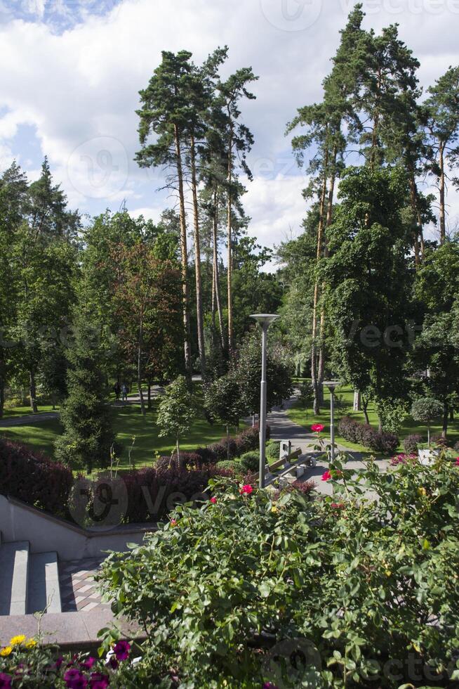 schön Sommer- Aussicht im das Park. foto