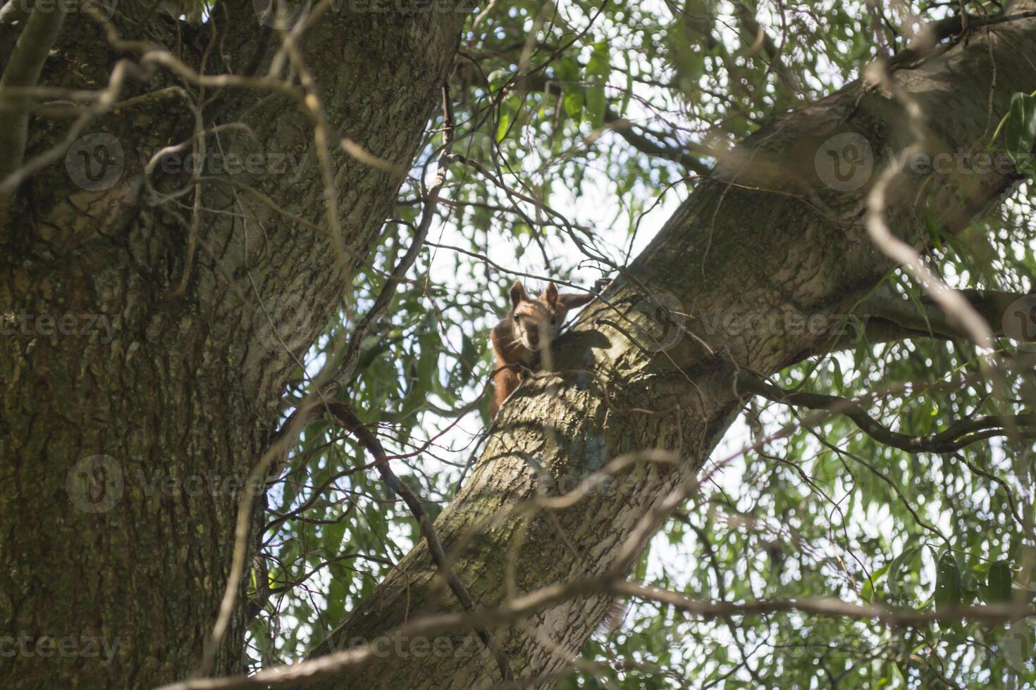 rot Eichhörnchen auf Baum. foto