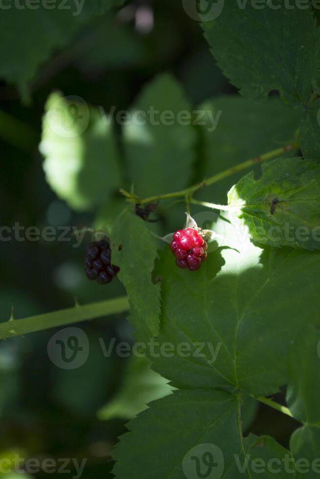 wild Beere im das Wald. foto