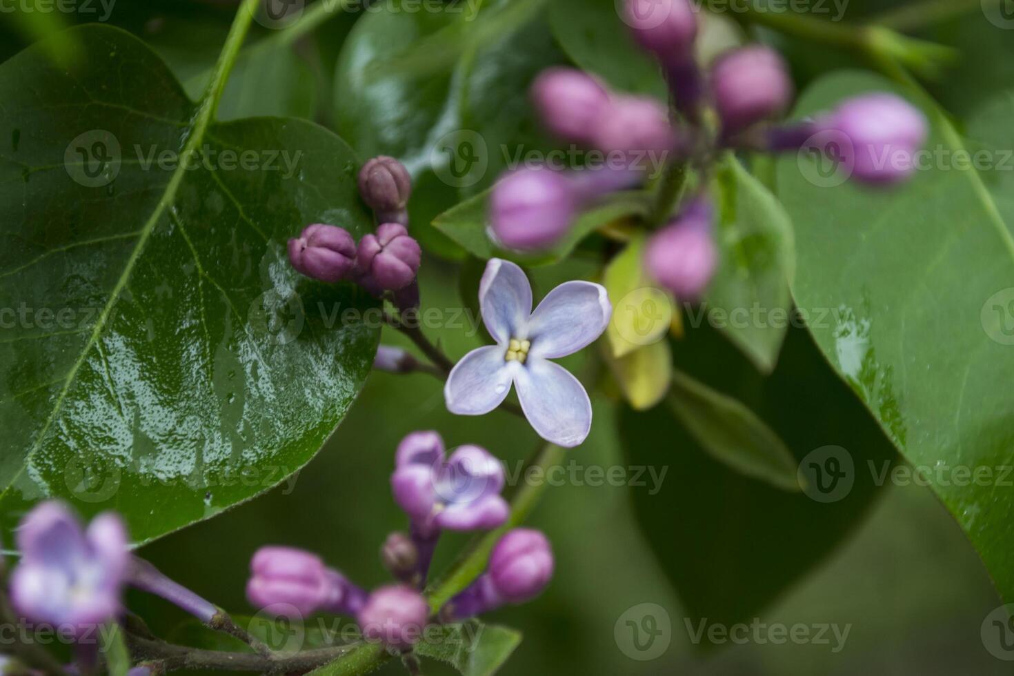 das Blumen von lila nach Regen. foto