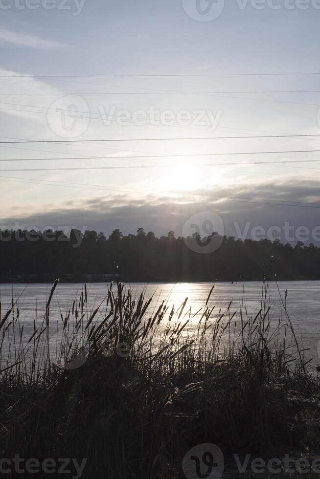 das Binsen in der Nähe von See. idyllisch Ort. foto