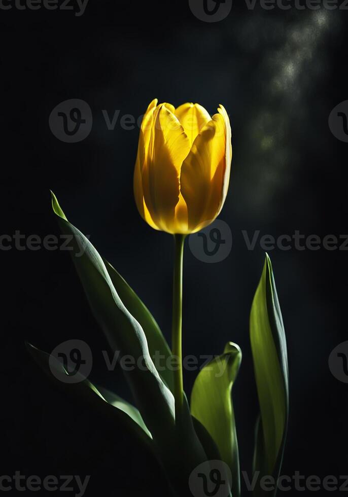 einer Tulpe isoliert auf schwarz Hintergrund mit Vorfall Licht. foto