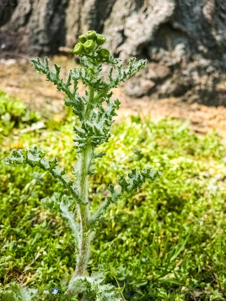 senecio vernalis wächst im das wild im früh Frühling foto