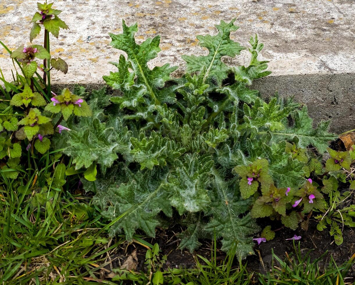 das Textur von das Blätter von ein jung Distel im früh Frühling foto