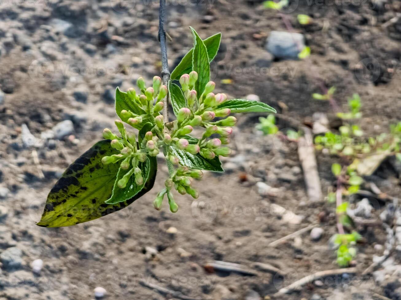 Blume Knospen von Lederblatt Schneeball, Viburnum Rhytidophyllum im früh Frühling foto