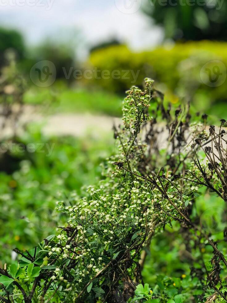 ein Busch mit Grün Blätter und Blumen im das Mitte von ein Feld foto