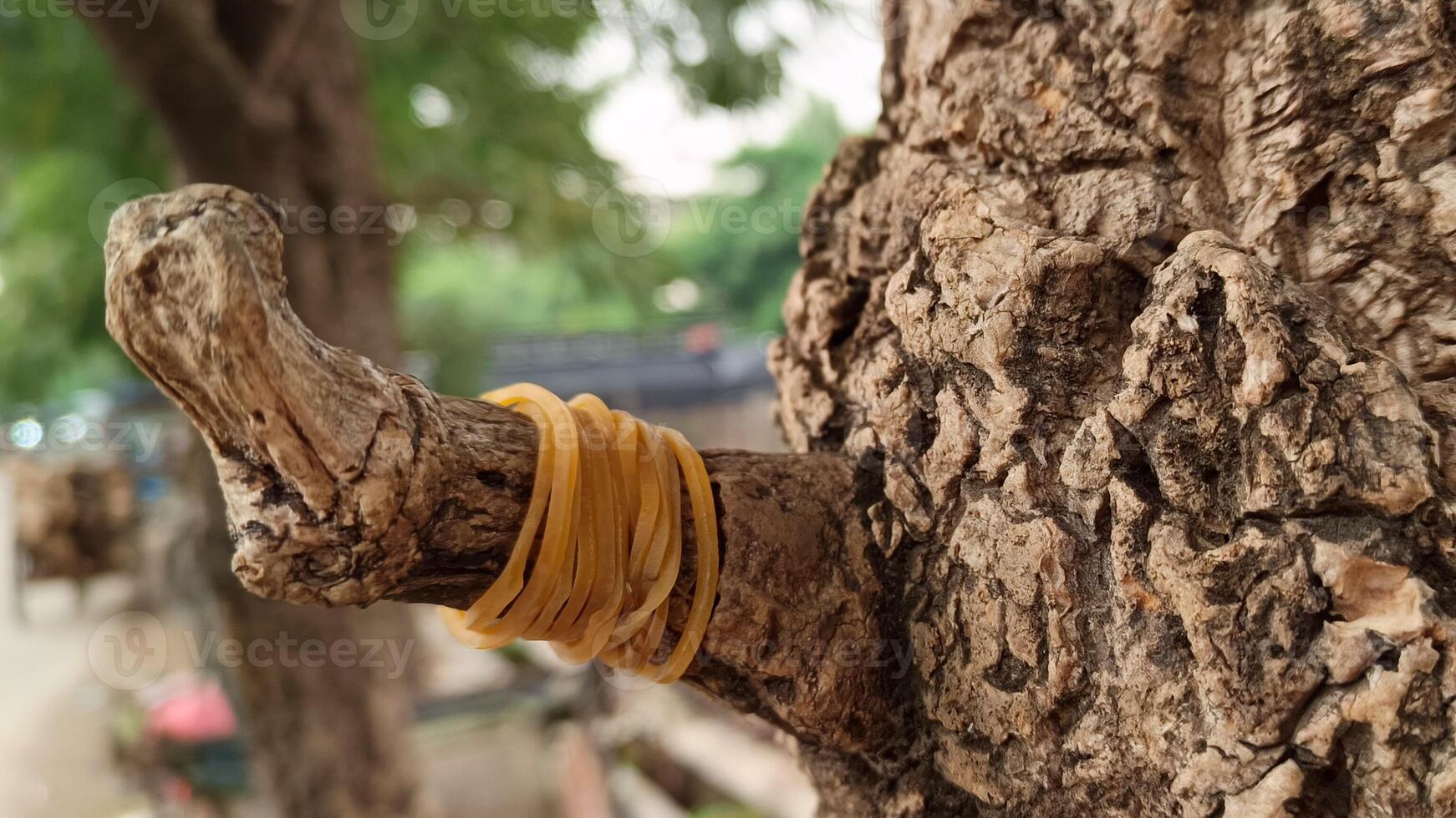 Makro Fotos von Baum Rinde Das sieht aus alt sind in der Regel benutzt wie das Hintergrund texturiert