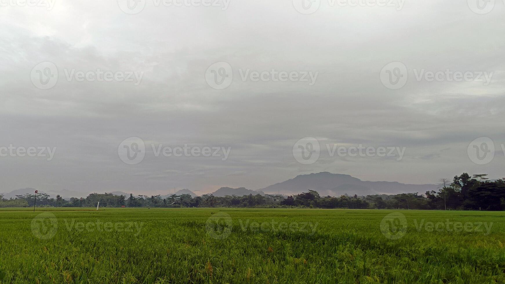 Aussicht von Grün Reis Felder mit ein Straße flankiert durch Reis Felder und umgeben durch Hügel foto