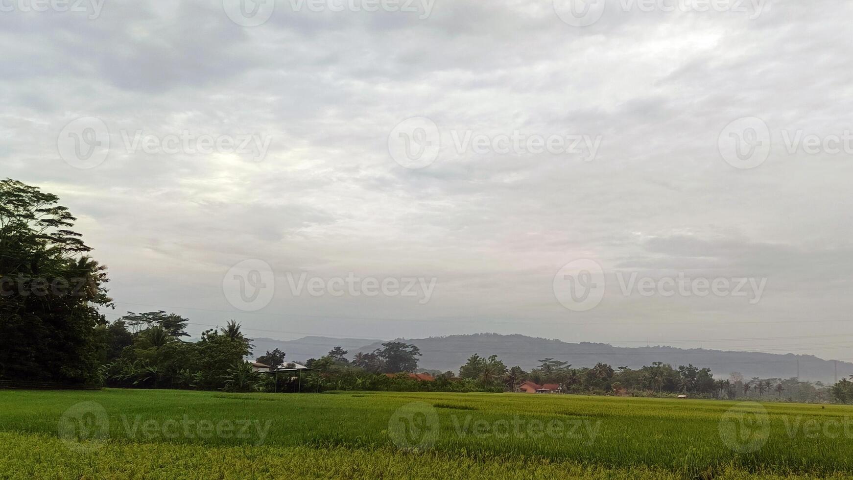 Aussicht von Grün Reis Felder mit ein Straße flankiert durch Reis Felder und umgeben durch Hügel foto