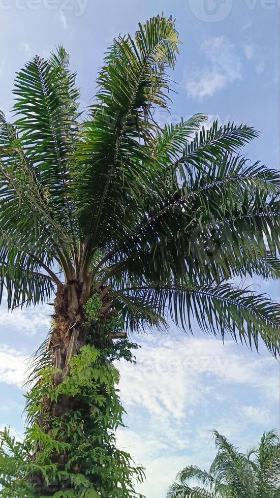 Öl Palme Pflanzen welche sind benutzt wie Schatten Bäume im städtisch Bereiche sind dekoriert mit Blau Himmel foto