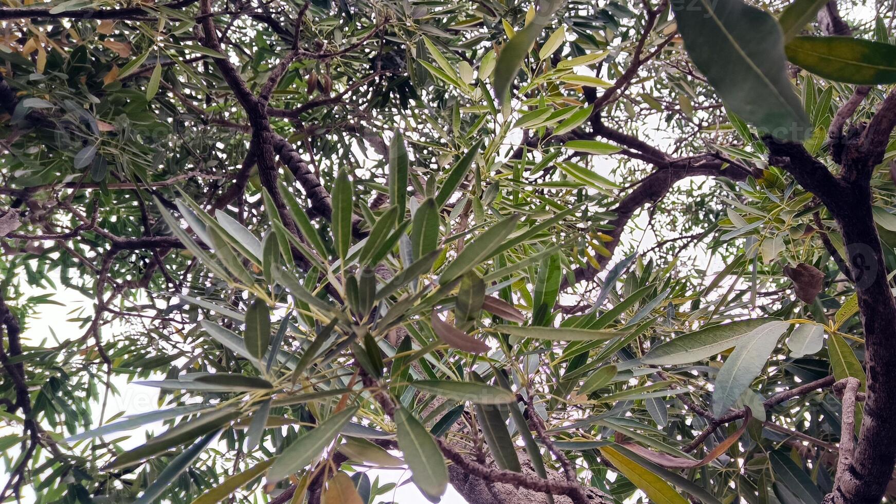 schön Aussicht von Baum Geäst dekoriert mit ein sauber Blau Himmel foto