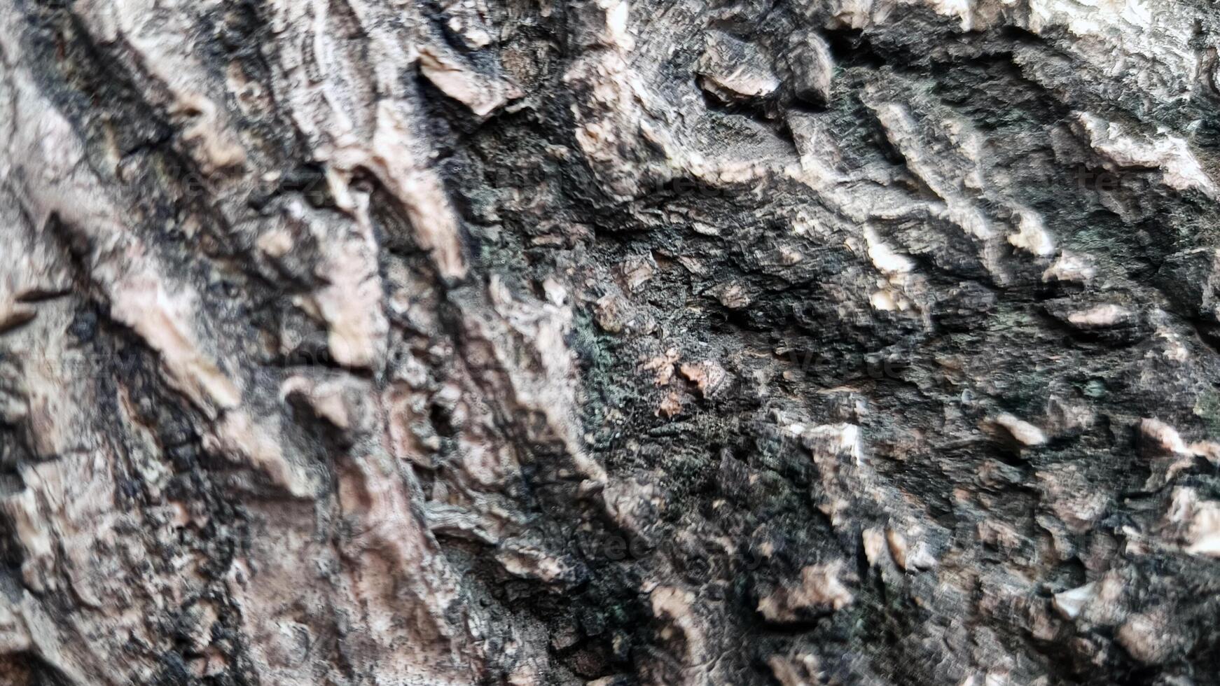 Makro Fotos von Baum Rinde Das sieht aus alt sind in der Regel benutzt wie das Hintergrund texturiert