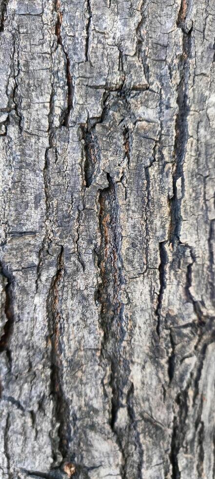 Makro Fotos von Baum Rinde Das sieht aus alt sind in der Regel benutzt wie das Hintergrund texturiert