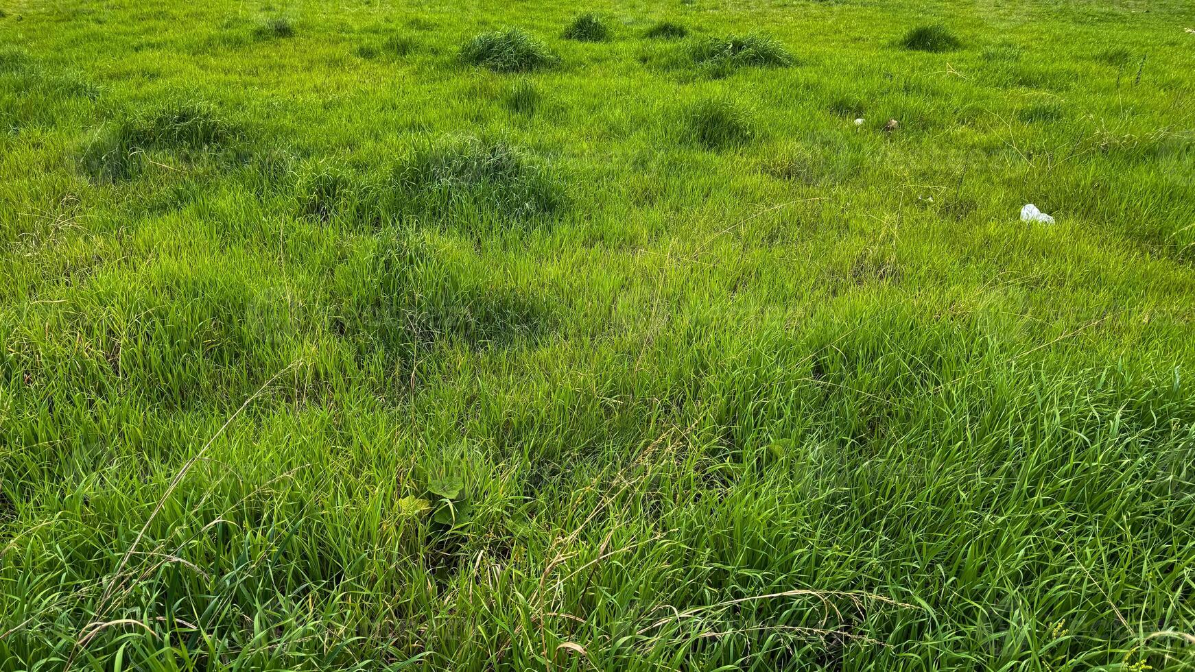 Natur Hintergrund. üppig Grün Wiese mit natürlich Gras Muster und Kleeblatt. draussen Frühling Blumen, Boden Startseite Textur. Umwelt Erhaltung Konzept zum Design, Banner, Hintergrund. foto