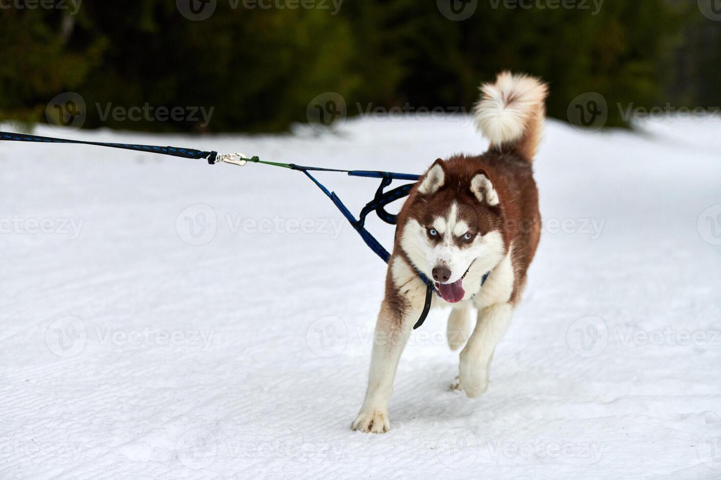 Laufender Husky-Hund auf Schlittenhunderennen foto