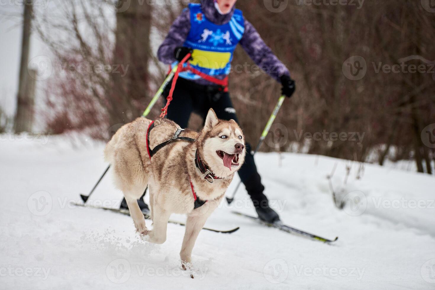 skijöring hundesport rennen foto