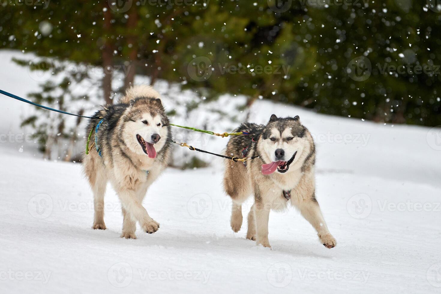 Laufender Husky-Hund auf Schlittenhunderennen foto